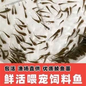 龍魚喂飼料好不好呀