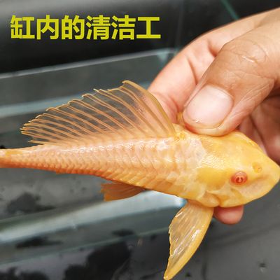 龍魚(yú)打包運(yùn)輸視頻：龍魚(yú)交易流程之龍魚(yú)打包