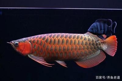 龍魚臥缸底：龍魚臥缸底可能有多種原因主要包括水質(zhì)問題、外部環(huán)境變化