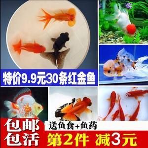 龍魚飼料可以喂錦鯉嗎視頻：龍魚飼料可以喂給錦鯉嗎？ 龍魚百科 第3張