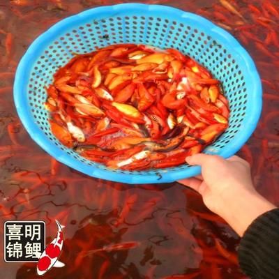 龍魚飼料可以喂錦鯉嗎視頻：龍魚飼料可以喂給錦鯉嗎？ 龍魚百科 第2張