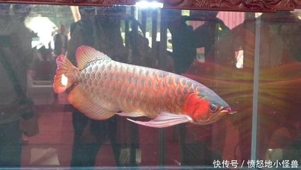 廣州龍魚大賽官網(wǎng)網(wǎng)址：2019廣州龍魚大賽廣州龍魚大賽廣州站報名通道今日開啟 龍魚百科 第1張