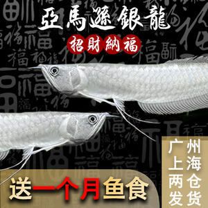 龍魚一次產(chǎn)卵多少只：龍魚一次產(chǎn)卵多少？