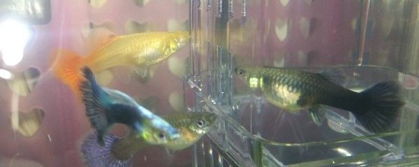 龍魚(yú)咬自己尾巴：龍魚(yú)咬自己尾巴怎么辦？ 龍魚(yú)百科