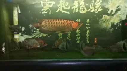 龍魚為什么會(huì)豎起來游：龍魚生物學(xué)特性