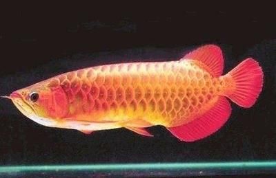 龍魚外傷蒙眼：龍魚外傷蒙眼的治療方法和預(yù)防措施