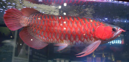 龍魚(yú)配合飼料有哪些牌子：喜瑞水族用品牌概述