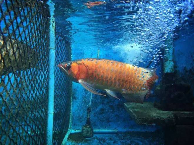 龍魚飼養(yǎng)成本多少：龍魚的飼養(yǎng)成本 龍魚百科 第3張