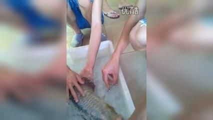 金龍魚做手術(shù)可以吃嗎視頻：金龍魚手術(shù)后能吃嗎