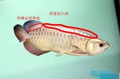 龍魚多大爬背結束?。航瘕堲~爬背時間及飼養(yǎng)技巧