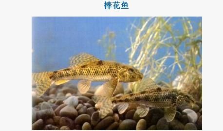 龍魚虎魚鳳魚區(qū)別：龍魚是一種