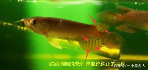 龍魚尾鰭開裂什么原因：龍魚尾鰭開裂可能是由于多種原因引起的，應(yīng)注意避免這些因素