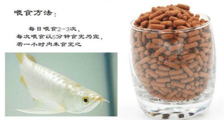 龍魚進(jìn)口手續(xù)流程：進(jìn)口龍魚清關(guān)流程 龍魚百科 第3張