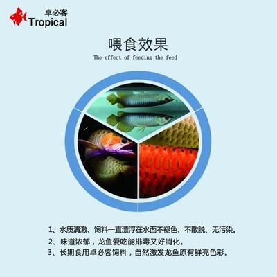 龍魚進(jìn)口手續(xù)流程：進(jìn)口龍魚清關(guān)流程 龍魚百科 第1張