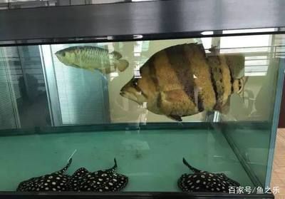 龍魚虎魚打架視頻真實：對不起，由于搜索結果的時間限制，我無法提供您想要的內容 龍魚百科 第2張