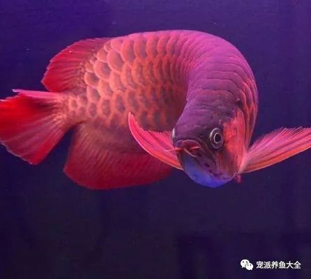 龍魚懸浮在缸里不動