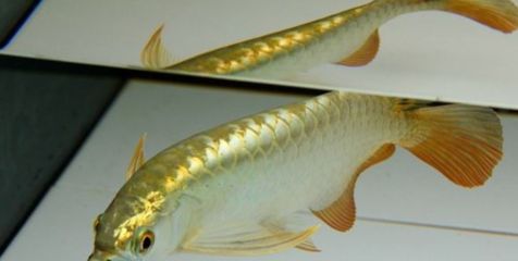 龍魚(yú)什么樣子才是側(cè)游：龍魚(yú)側(cè)游的具體表現(xiàn)