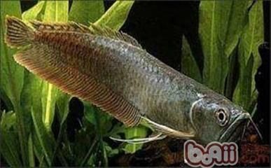 龍魚水腫怎么治療視頻：關(guān)于龍魚水腫的治療方法