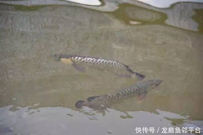 龍魚哪個(gè)漁場(chǎng)的最好釣：哪個(gè)漁場(chǎng)的龍魚最好釣？