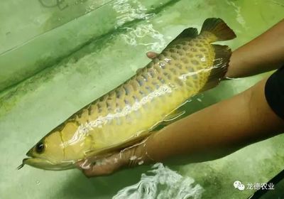 龍魚(yú)眼睛下垂怎么治：如何預(yù)防龍魚(yú)眼睛下垂