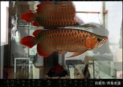 龍魚哪里買好又便宜又好養(yǎng)：北京觀賞魚購買龍魚時要注意以下幾個方面 龍魚百科 第2張