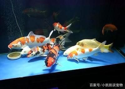 龍魚能和金魚混養(yǎng)嗎：適合和龍魚混養(yǎng)的魚類有哪些