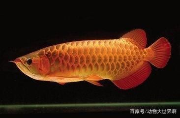 動物世界龍魚：動物世界中的神奇動物——龍魚