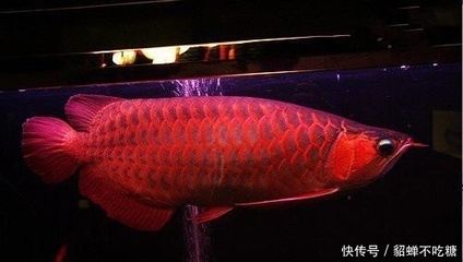 動物世界龍魚：動物世界中的神奇動物——龍魚