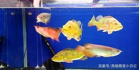 龍魚換魚缸后多久喂食：龍魚換魚缸后多久喂食？