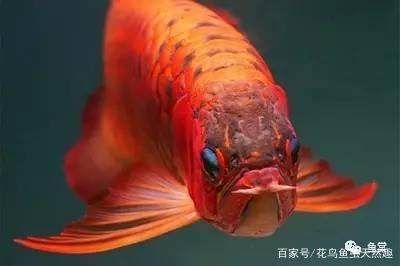 龍魚喜歡沉底：龍魚喜歡沉底嗎？