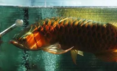 龍魚名字由來簡介：日本科學家認為亞洲龍魚是一種具有神秘色彩的史前魚類