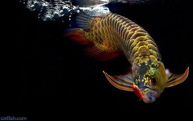 龍魚(yú)眼上長(zhǎng)白膜用什么藥治：龍魚(yú)眼上長(zhǎng)白膜怎么辦