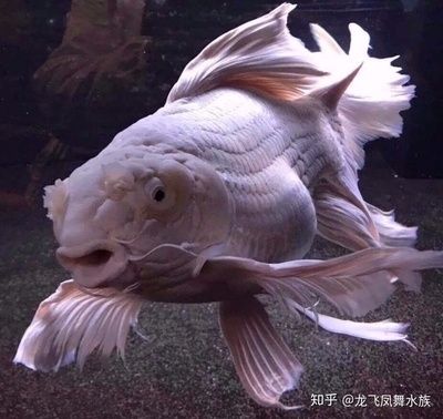 龍魚咬蝴蝶鯉：龍魚與蝴蝶鯉在水族箱中可能會發(fā)生打斗，通常由龍魚發(fā)起攻擊