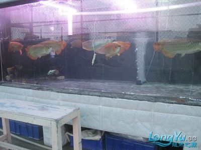 廣東揭陽龍魚批發(fā)市場在哪里呀多少錢：廣東揭陽龍魚批發(fā)市場