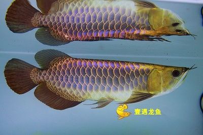 龍魚(yú)可以和錦鯉魚(yú)一起養(yǎng)么：龍魚(yú)和錦鯉混養(yǎng)的注意事項(xiàng)