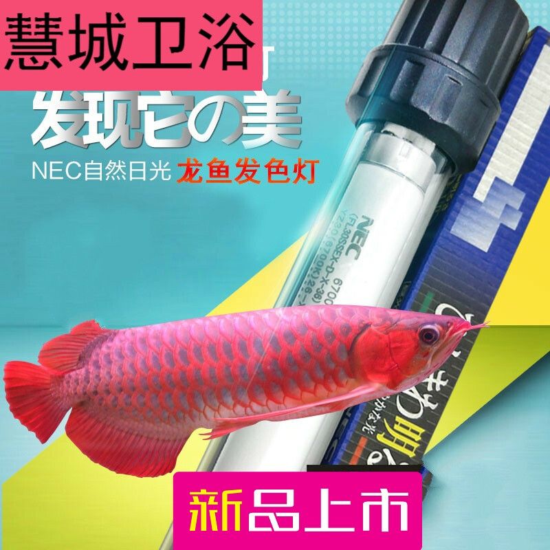 龍魚為什么要用三基色燈泡照：龍魚的顏色主要來源于光照 龍魚百科 第3張