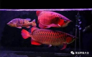 龍魚和小魚混養(yǎng)好不好：龍魚和小魚混養(yǎng)的優(yōu)點(diǎn)和注意事項(xiàng)