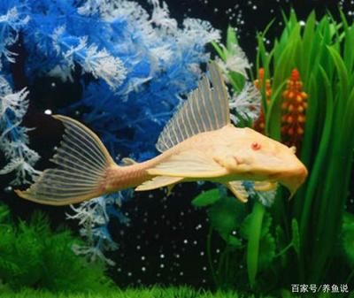 龍魚和小魚混養(yǎng)好不好：龍魚和小魚混養(yǎng)的優(yōu)點(diǎn)和注意事項(xiàng)