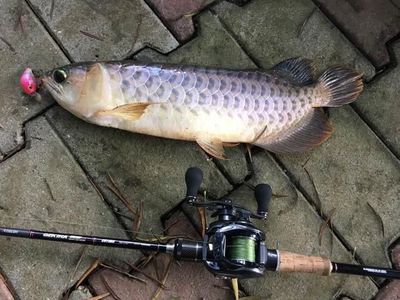 龍魚(yú)水溫度多少合適釣魚(yú)：金龍魚(yú)最適宜的水溫在24°c~29°c之間