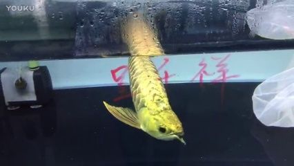 龍魚(yú)咬蝴蝶鯉魚(yú)怎么辦：如何處理龍魚(yú)咬蝴蝶鯉魚(yú)的問(wèn)題