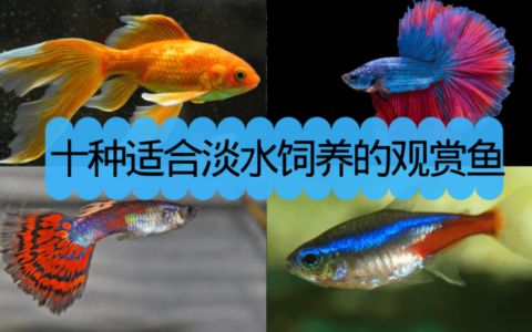 龍魚缸晚上關燈嗎：龍魚缸晚上是否需要關燈并沒有一個答案