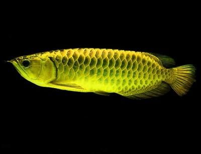 龍魚可以和什么魚一起養(yǎng)：如何挑選適合自己的龍魚