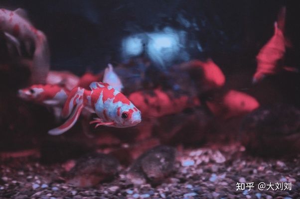 龍魚缸晚上關(guān)燈嗎好嗎：龍魚缸晚上關(guān)燈的好處 龍魚百科 第3張