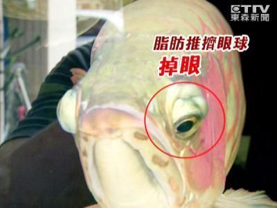 龍魚水族箱：養(yǎng)護龍魚水族箱需要注意以下幾點 龍魚百科 第1張