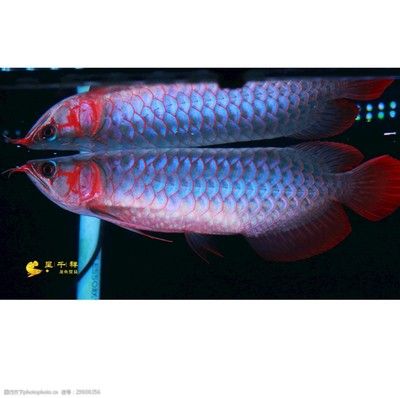 龍魚熱帶魚生物液可以放錦鯉缸里嗎：錦鯉和龍魚可以混養(yǎng)嗎？