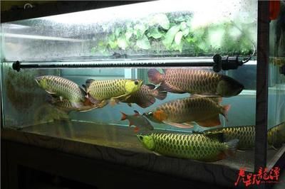 龍魚(yú)混養(yǎng)打架需要多久：龍魚(yú)混養(yǎng)打架的原因和解決方法