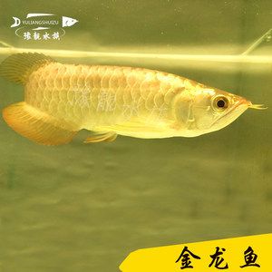 龍魚什么時候開始發(fā)色的：紅龍魚的發(fā)色時間并非固定不變，而是與龍魚的種類、年齡等因素密切相關(guān)