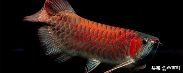 紅龍魚(yú)最適合的水溫是多少度?。杭t龍魚(yú)水溫多少度最好