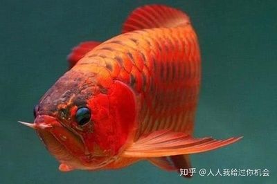 紅龍魚(yú)最適合的水溫是多少度啊：紅龍魚(yú)水溫多少度最好