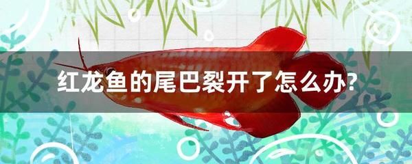 紅龍魚爛鰭怎么治療視頻：紅龍魚爛尾巴裂開了怎么治療紅龍魚爛鰭怎么辦